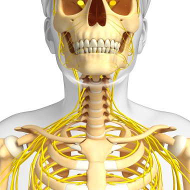 Sinir sistemi insan iskelet sanat