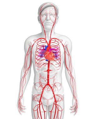 Erkek Arteryel sistemi 