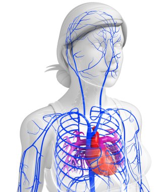 kadın kalp anatomisi