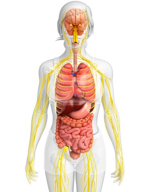 Sinir ve sindirim sistemi sanat kadın bedeni 