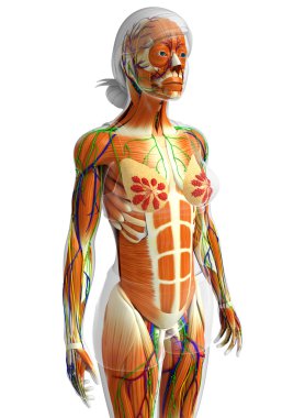 kadın kas anatomisi