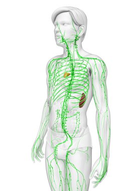 Lymphatic system of male body clipart