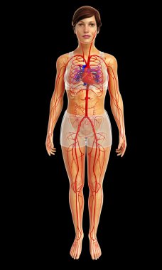 kadın kalp anatomisi