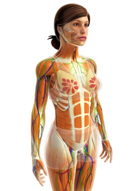 kadın kas anatomisi