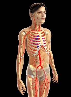 kadın kalp anatomisi