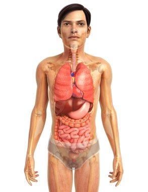 İnsan sindirim sistemi