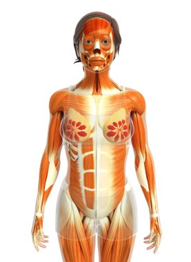 kadın kas anatomisi