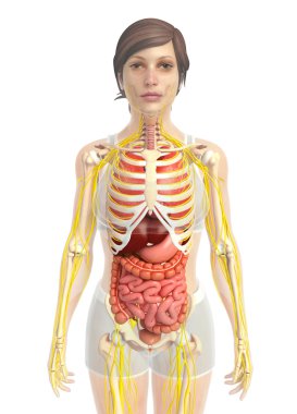 İnsan sindirim sistemi