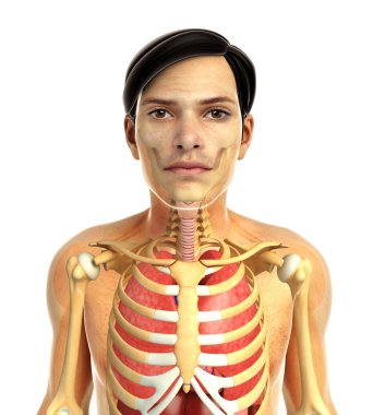 insan solunum sistemi