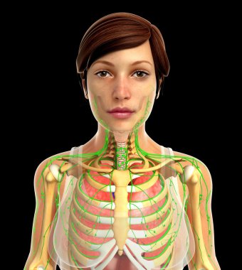 insan solunum sistemi