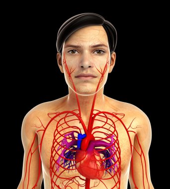 kadın kalp anatomisi