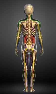 Lenfatik, iskelet, sinir ve erkek anat dolaşım sistemi