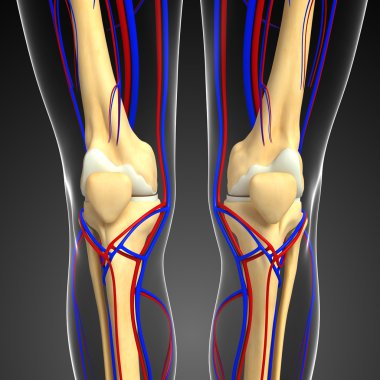 İnsan iskelet dolaşım sistemi