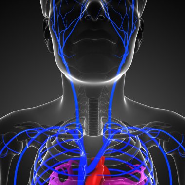 kadın kalp anatomisi