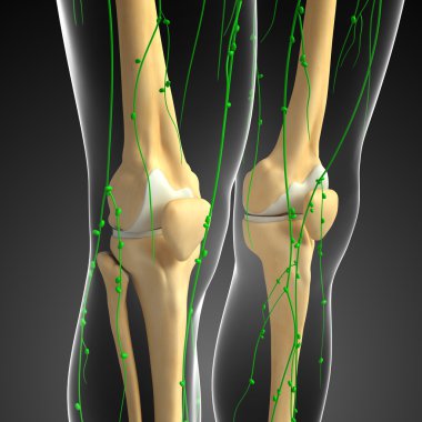 Lenfatik sistem insan iskelet sanat