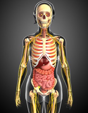  Kadın iskelet sinir ve sindirim sistemi resimler