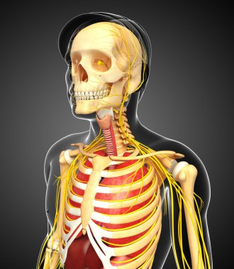 Erkek iskelet sinir ve sindirim sistemi resimler