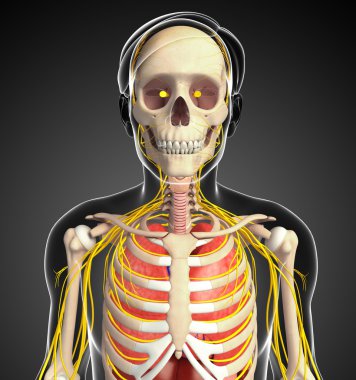 Erkek iskelet sinir ve sindirim sistemi resimler
