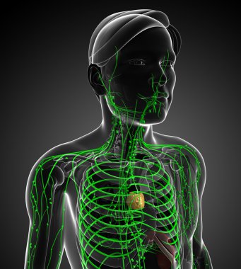 Lenfatik sistem erkek vücudunun