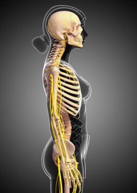 Sinir sistemi ve dişi iskelet resmi