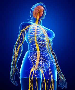 Kadın sinir sistemi sanat