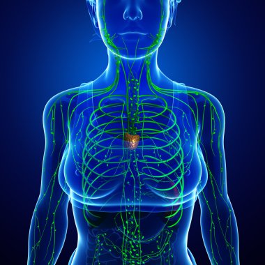 Kadın bedeninin lenfatik sistem