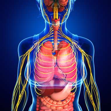 Sinir ve sindirim sistemi sanat kadın bedeni 