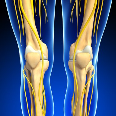 Sinir sistemi ve diz iskelet resmi