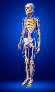 Sinir sistemi erkek iskelet sanat