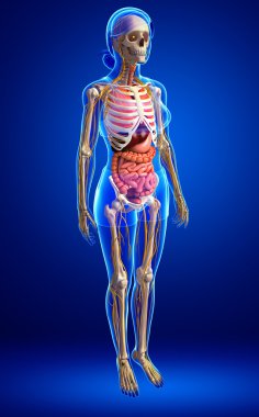  Kadın iskelet sinir ve sindirim sistemi resimler