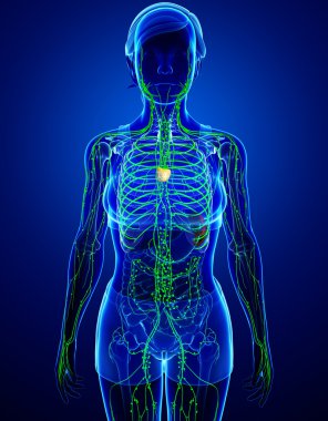 Kadın bedeninin lenfatik sistem