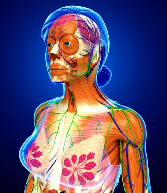 kadın kas anatomisi