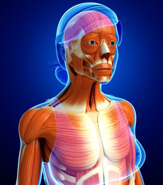 kadın kas anatomisi