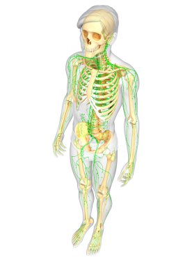 Lenfatik sistem erkek iskelet sanat