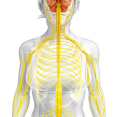 Kadın sinir sistemi sanat