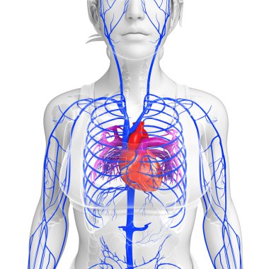 kadın kalp anatomisi