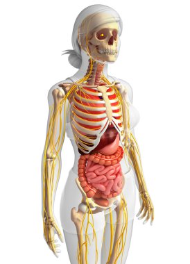 Kadın iskelet sinir ve sindirim sistemi resimler