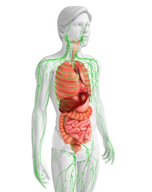 Lenfatik ve sindirim sistemi erkek vücut sanat