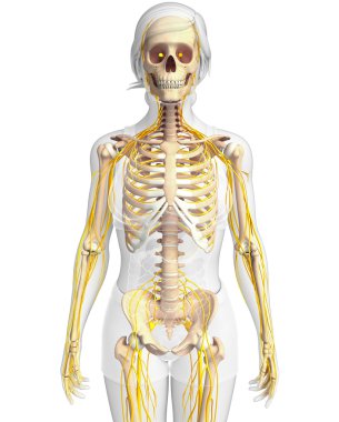 Sinir sistemi ve dişi iskelet resmi