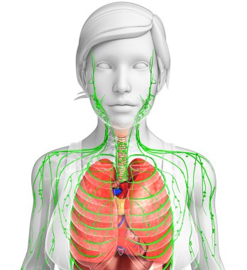 Lenfatik ve sindirim sistemi kadın bedeni sanat