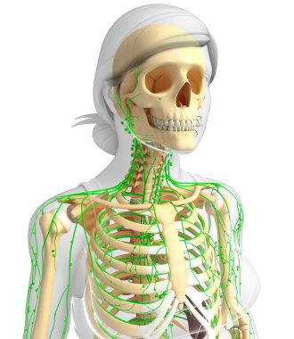 Lenfatik sistem kadın iskelet sanat