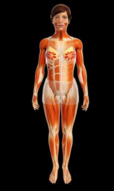 kadın kas anatomisi