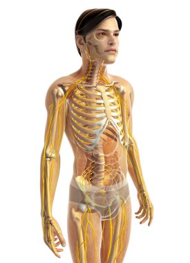 İnsan sinir sistemi sanat