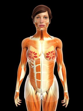 kadın kas anatomisi