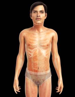 İnsan vücudu anatomisi