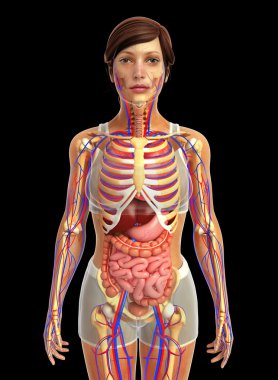 İnsan sindirim sistemi