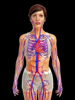 kadın kalp anatomisi