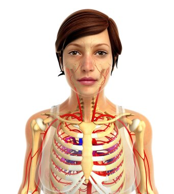 kadın kalp anatomisi