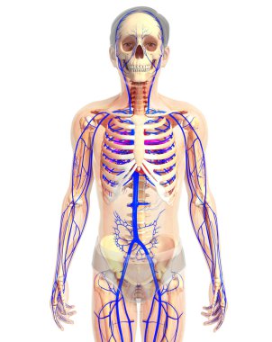 kadın kalp anatomisi
