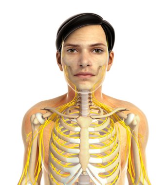 İnsan sinir sistemi sanat